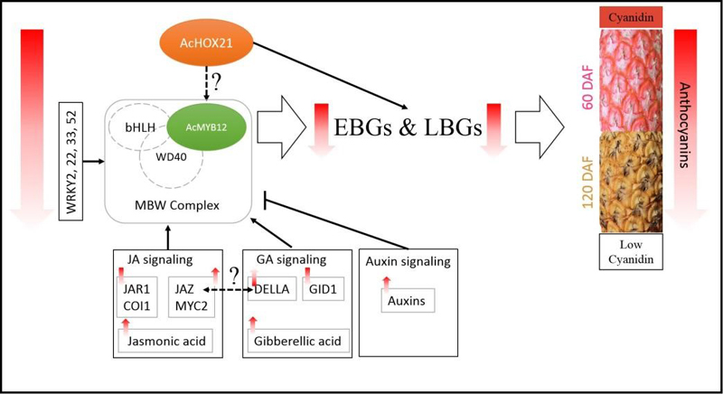 菠萝果皮色泽调控机制研究方面取得新进展-2-1.jpg 菠萝果皮色泽调控机制研究方面取得新进展-2-1.jpg